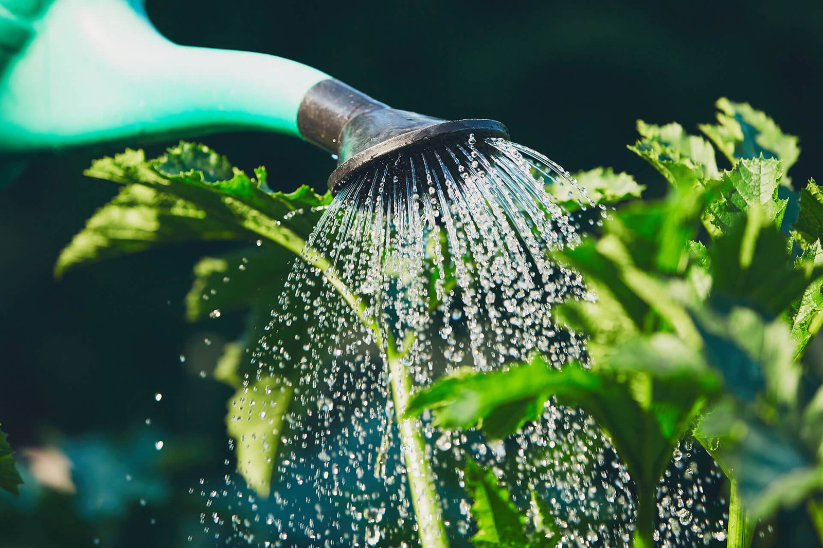 Watering and Irrigation